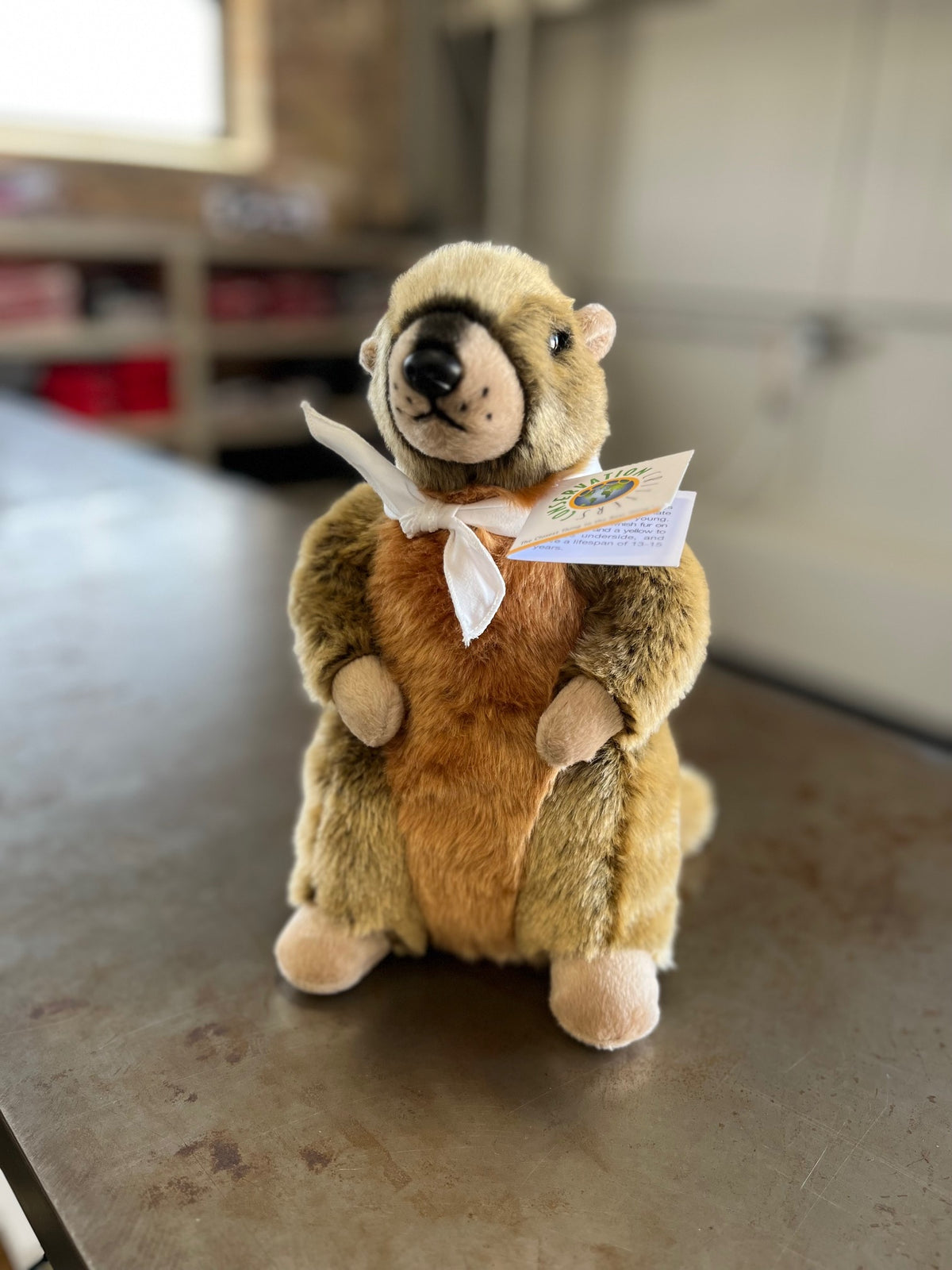 Pikes Peak - 103rd Yellow Bellied Marmot Plushie